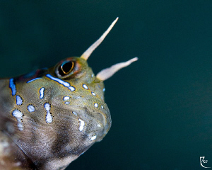 Blenny at the edge ;-) by Rico Besserdich 